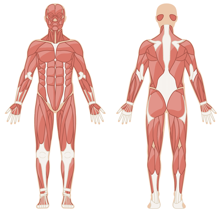LMTは、筋肉、筋膜、神経系、皮膚などの身体組織を効果的に鍛え、整えます